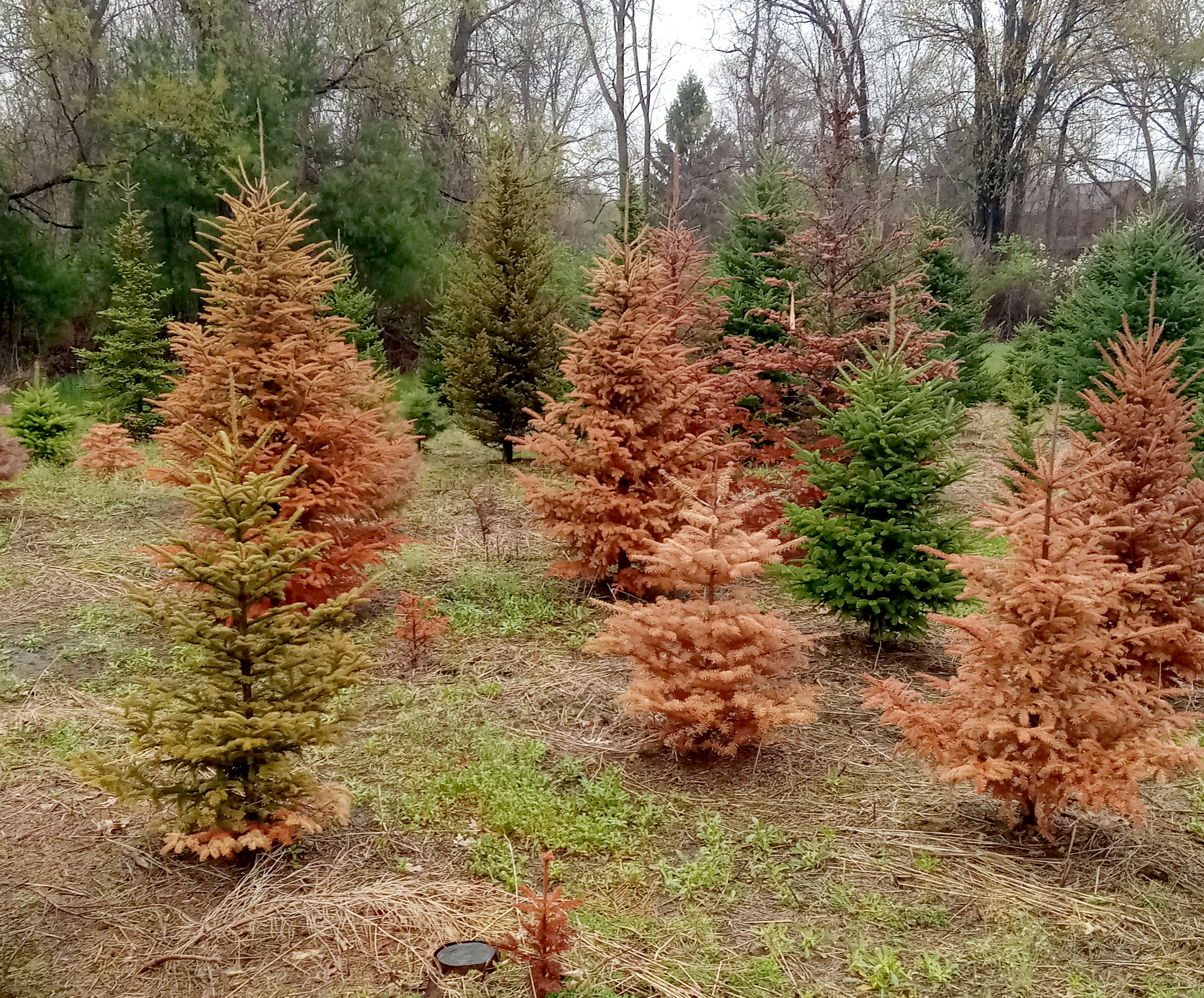An area of brown, dead Christmas trees. 